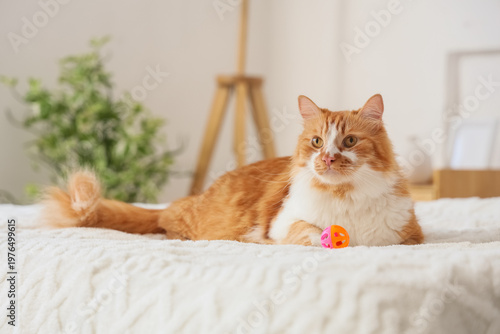 Cute tabby cat with toy lyi...