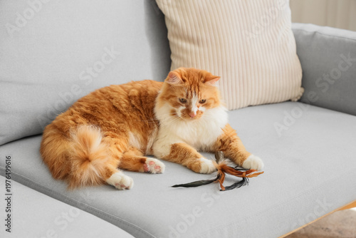 Cute tabby cat with toy lyi...