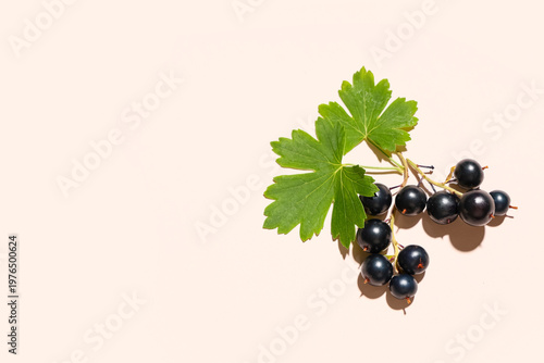 Fresh black currants with l...