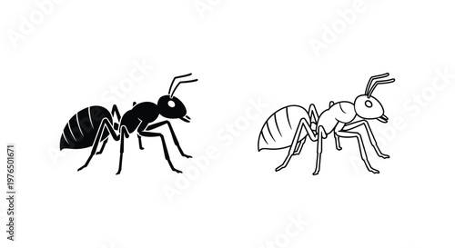 Ant Species Comparison Guide Vector