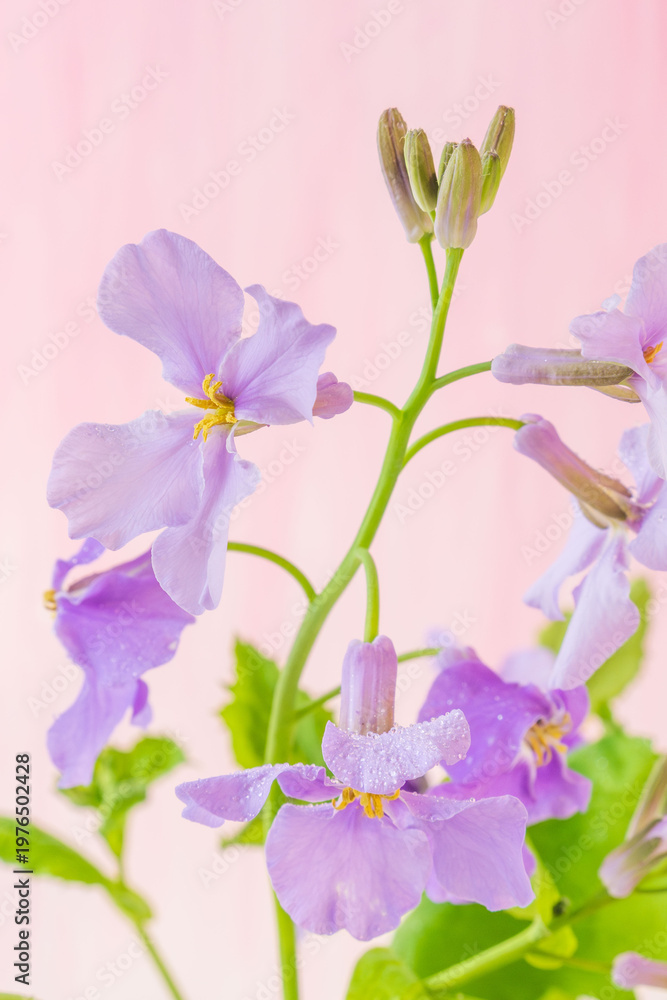 Obraz premium 紫色のオオアラセイトウの花を室内撮影17