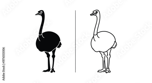Ostrich vs Emu Flightless Bird Comparison Guide Vector