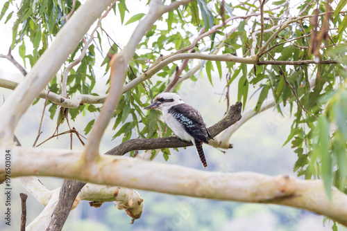 Konstfotografi Portrait of an Australian iconic kookaburra bird perched high on a eucalypt tree branch, keeping an eye on the ground in search of food