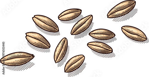A hand drawn illustration of several grains on transparent background