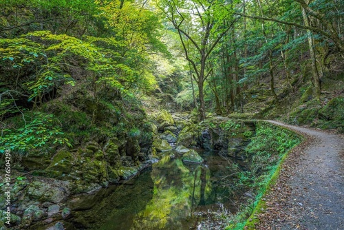 森の静寂と清流の癒し 渓谷の遊歩道と新緑の風景