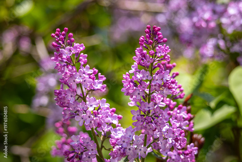 Obraz na plátně Blooming Syringa vulgaris lilac flowers in spring garden