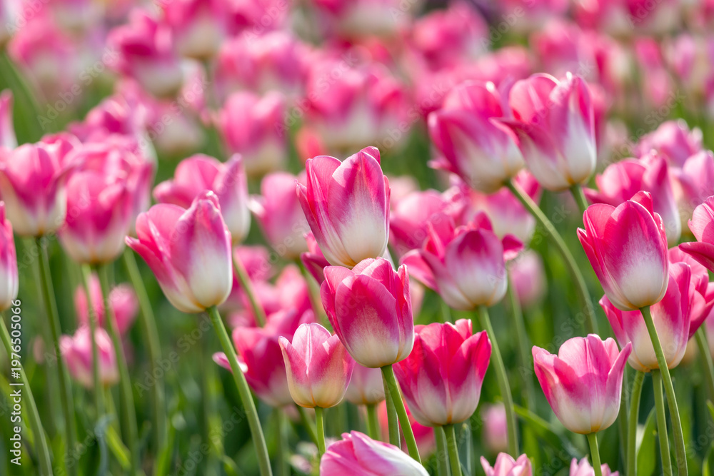 Obraz premium Pink and white tulips blooming in spring garden. Bicolor Tulipa flowers with white base and pink petals. Soft floral background with shallow depth of field and green leaves