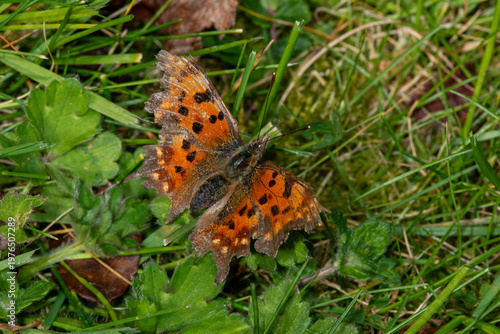 A damaged Comma butterfly (Polygonia c-album). Last year's brood. Coming out in early Spring