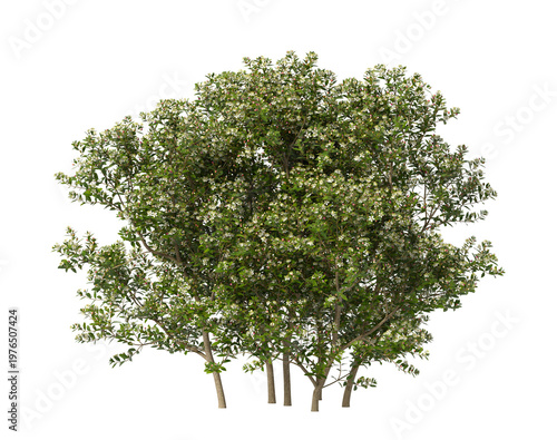 Photography myrtle flowering shrub isolated on transparent background