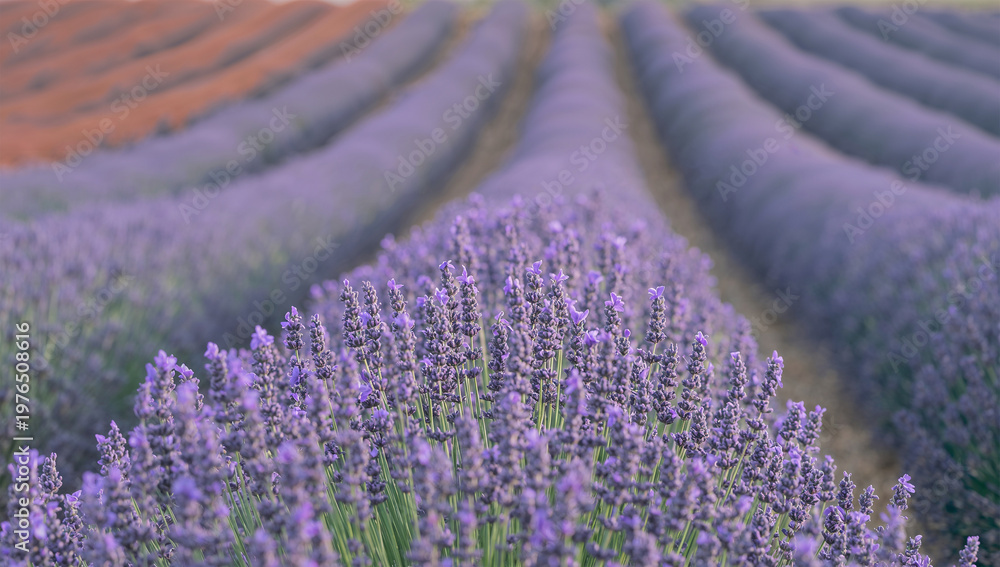 Obraz premium 紫のラベンダーが連なる初夏の花畑のさわやかな風景