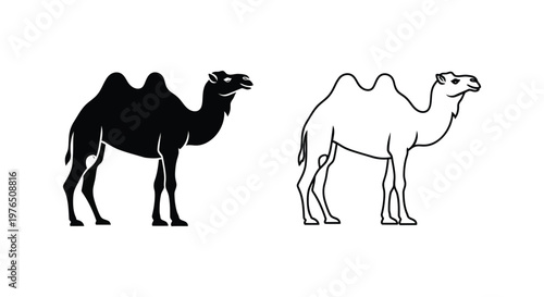 Two Types of Camels Dromedary vs Bactrian Vector