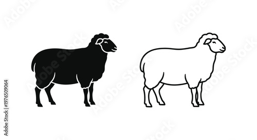 Black vs White Sheep Breeds Guide  Differences Vector