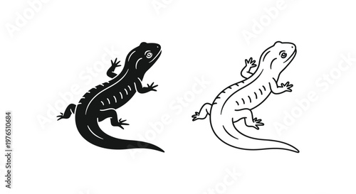 Salamander vs Newt Key Differences in Amphibians Vector
