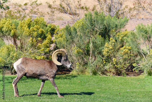 Ram in the wild
