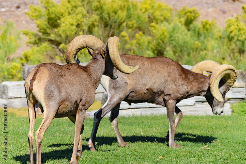 Obraz premium Rams in the wild