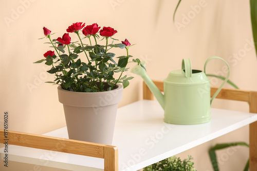 Beautiful red rose in pot a...