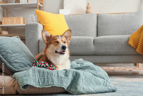 Cute Corgi dog with toy lyi...