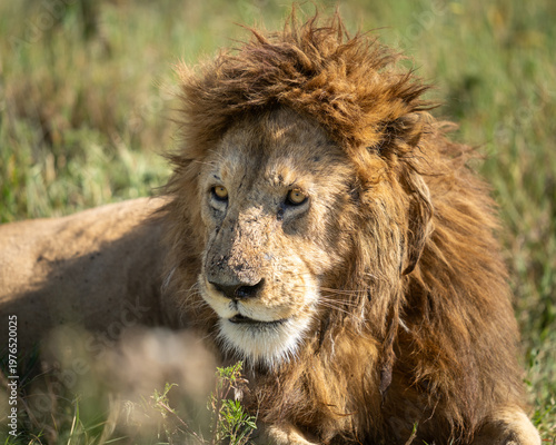 Profile of a male lion lying in the grass
