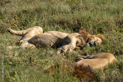 Very lazy male lions lying in the grass taking a rest