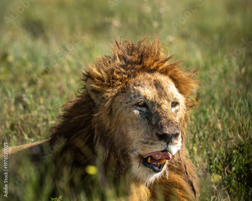 Very dirty lion in Africa licking his lips