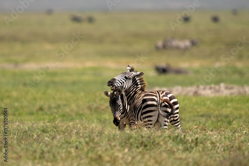 Two zebras in a tussle on the African plains