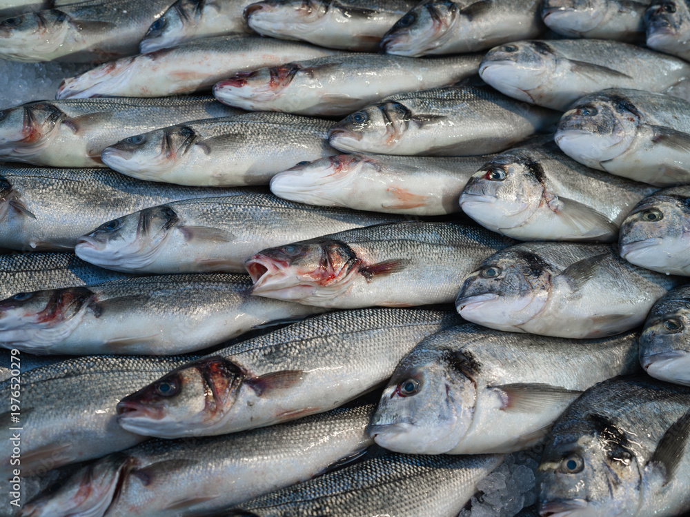 Obraz premium Fresh Seabass and Gilt Headed Bream in a fish market