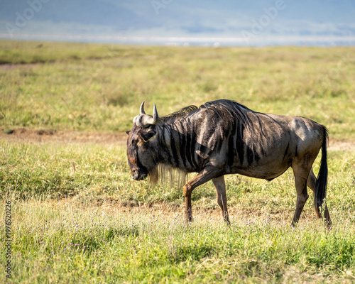 Large male wildebeest walking across a grassy field