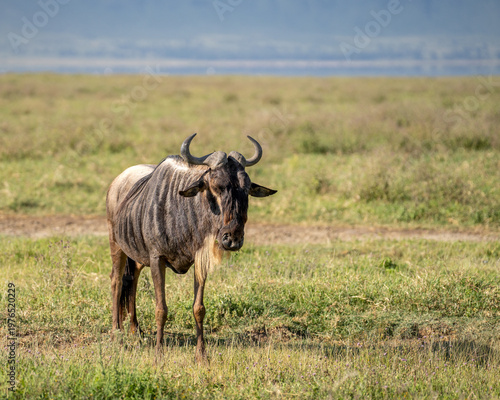 A single wildebeest standing in a grass field
