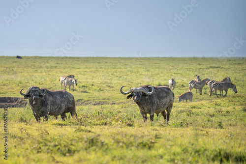 Two very muddy cape buffalo in a field with zebras