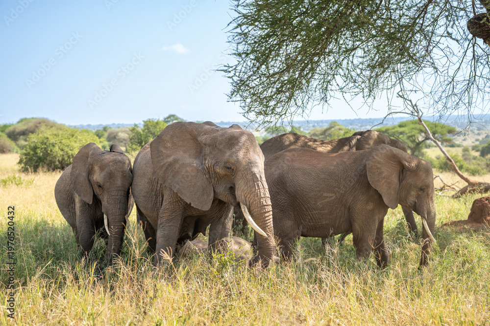 Fototapeta premium Herd of elephants standing in the shade of a tree