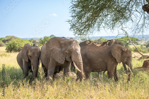Herd of elephants standing in the shade of a tree