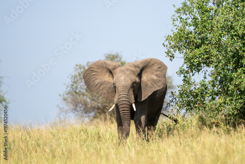Bull elephant emerging from the trees in Africa