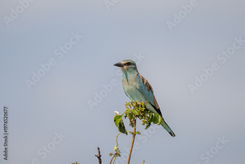 European roller bird sitting on a branch