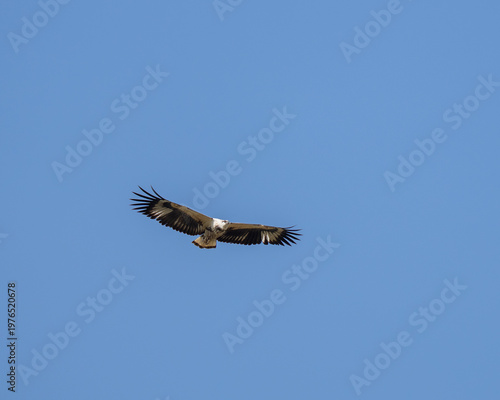 White Bellied Sea Eagle bird against the sky