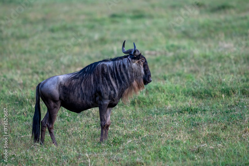 Wildebeest standing in a green field in the Ngorongoro crater