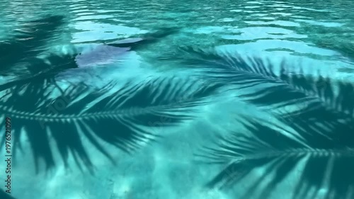 Palm Leaf Shadows Dancing on Rippling Turquoise Swimming Pool Water