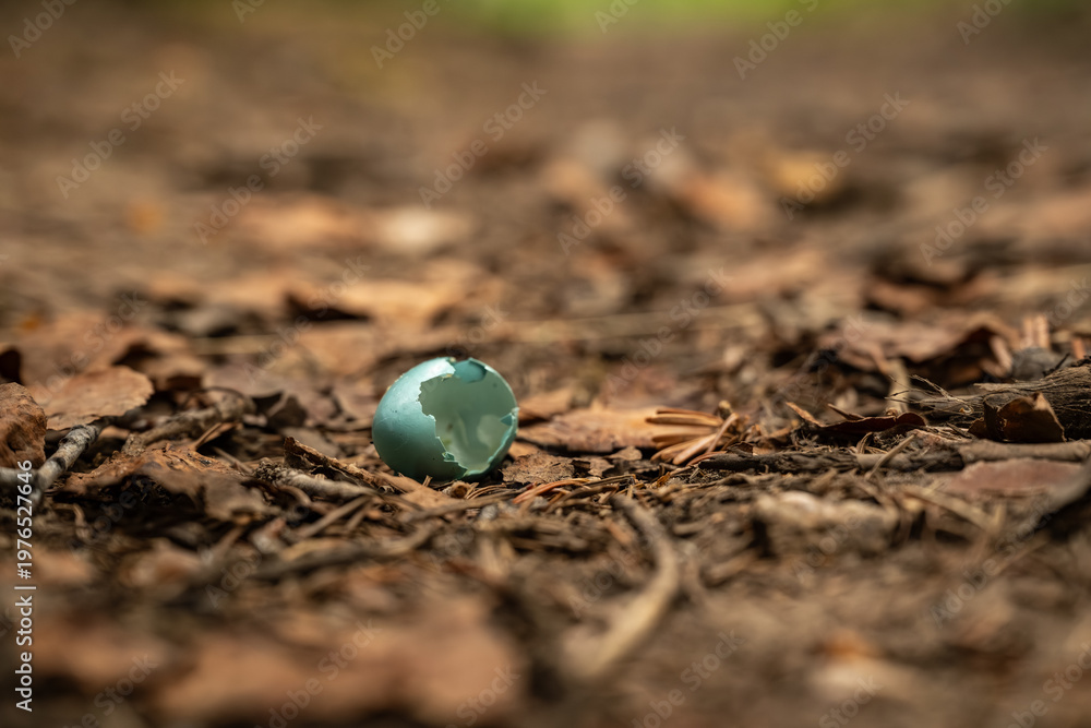 Foto Light Blue Robins Egg Sits Empty On Forest Floor