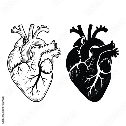 Detailed anatomical illustration of a human heart in two contrasting styles