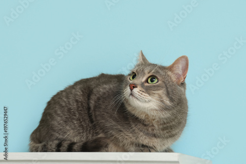 Cute short-haired grey cat ...
