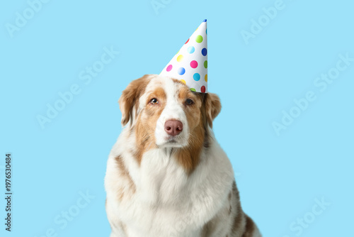 Cute Australian Shepherd do...