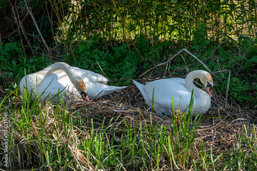 Фотография A pair of Mute Swans (Cygnus Olor) making a nest together