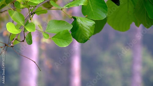 Fresh Green Leaves on Branch with Copy Space, Tropical Forest Nature Background with Beautiful Soft Bokeh, Natural Foliage Frame for Text, Spring and Summer Concept in Outdoor Garden