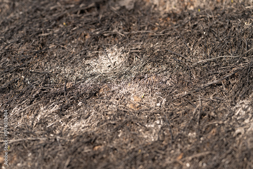 Εκτύπωση καμβά Sunlit burned areas highlight soil degradation and environmental threats