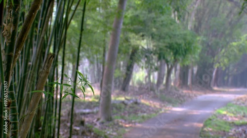 Peaceful Pathway Through Green Bamboo Forest and Tropical Garden, Rural Road with Lush Trees and Soft Sunlight, Scenic Nature Trail for Travel and Zen Concept, Beautiful Countryside Landscape