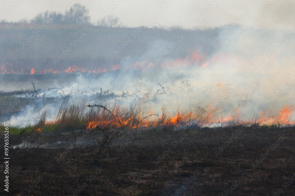 Fototapeta premium Wild grass/brush fire on prairie or pasture. 