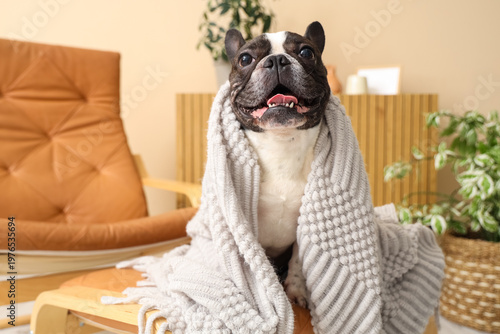 Cute French Bulldog with pl...