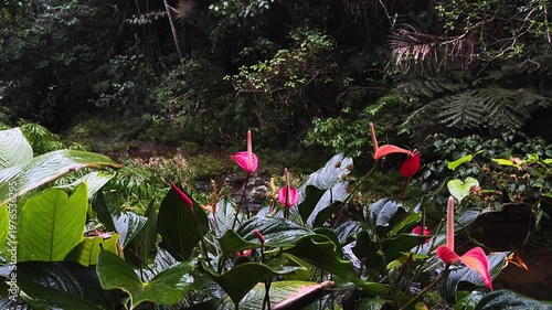 vibrant red anthurium flowers with glossy green leaves beside tropical rainforest stream