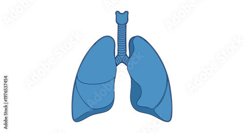 Human lungs and trachea vector illustration. Respiratory system anatomy for medical or educational use