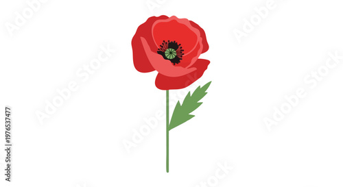 Single red poppy flower vector illustration. Minimalist botanical design with stem and leaf isolated on a white background