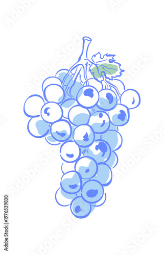 Vintage grape sketch with soft blue color. Whimsical wine fruit doodle as simple mediterranean symbol. Classic italy food motif suits sicily picnic menu art and wine restaurant card with light retro